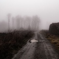Rothaarsteig, Borkenkäferpfad im Nebel 
